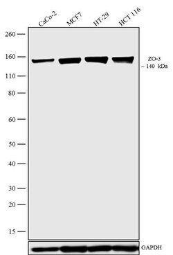 Invitrogen ZO-3 Polyclonal Antibody 100 &mu;g | Buy Online | Invitrogen&trade; | Fisher Scientific
