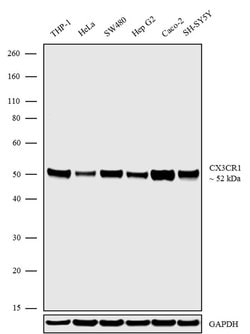 Invitrogen CX3CR1 Polyclonal Antibody 100 &mu;g; Unconjugated:Antibodies,