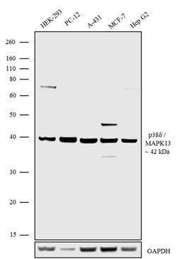 Invitrogen SAPK4 Polyclonal Antibody 100 &mu;g; Unconjugated:Antibodies,