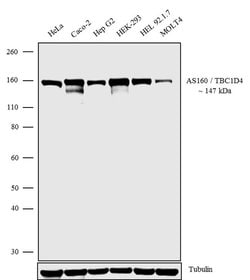 Invitrogen AS160 Polyclonal Antibody 100 &mu;g; Unconjugated:Antibodies,