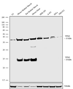 Invitrogen TPM3 Polyclonal Antibody 100 &mu;g; Unconjugated:Antibodies,