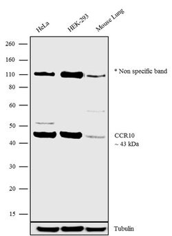 Invitrogen&trade;&nbsp;CCR10 Polyclonal Antibody
