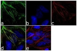 Invitrogen TPM4 Polyclonal Antibody 100 &mu;g; Unconjugated:Antibodies,