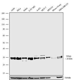 Invitrogen TPM4 Polyclonal Antibody 100 &mu;g; Unconjugated:Antibodies,