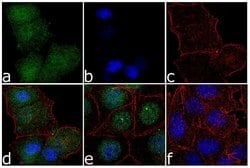 Invitrogen ERK5 Polyclonal Antibody 100 &mu;g; Unconjugated:Antibodies,