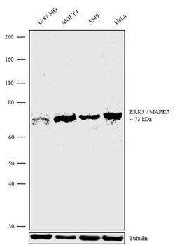 Invitrogen ERK5 Polyclonal Antibody 100 &mu;g; Unconjugated:Antibodies,