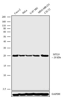 Invitrogen MYL9 Polyclonal Antibody 100 &mu;g; Unconjugated:Antibodies,