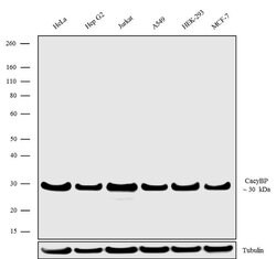 Calcyclin Polyclonal Antibody, Invitrogen 100 &mu;g; Unconjugated:Antibodies,
