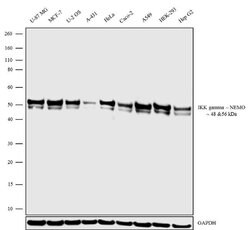 Invitrogen IKK gamma Polyclonal Antibody 100 &mu;g | Buy Online | Invitrogen&trade; | Fisher Scientific