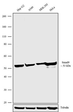 Invitrogen SMAD9 Polyclonal Antibody 100 &mu;g; Unconjugated:Antibodies,