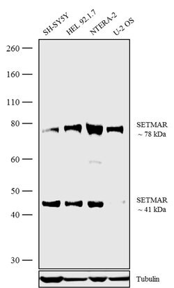 Invitrogen SETMAR Polyclonal Antibody 100 &mu;g; Unconjugated:Antibodies,