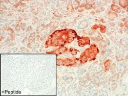 Invitrogen GPR68 Polyclonal Antibody 100 &mu;g; Unconjugated:Antibodies,