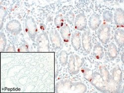 Invitrogen GPR68 Polyclonal Antibody 100 &mu;g; Unconjugated:Antibodies,