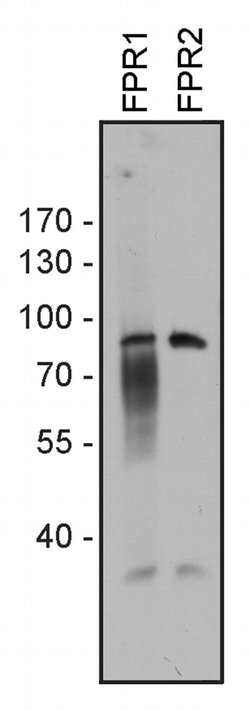 FPR1 Polyclonal Antibody:Antibodies, Polyclonal