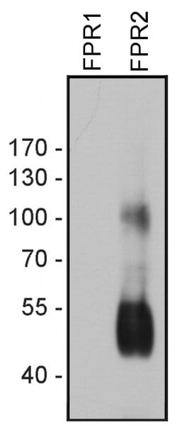 FPR2 Polyclonal Antibody:Antibodies, Polyclonal
