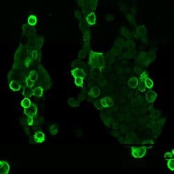 Invitrogen GPR56 Polyclonal Antibody 100 &mu;g; Unconjugated:Antibodies,
