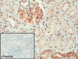 Invitrogen GPR56 Polyclonal Antibody 100 &mu;g; Unconjugated:Antibodies,