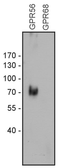 Invitrogen GPR56 Polyclonal Antibody 100 &mu;g; Unconjugated:Antibodies,