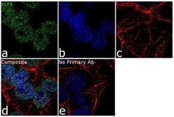 Invitrogen ELF5 Polyclonal Antibody 100 &mu;g; Unconjugated:Antibodies,