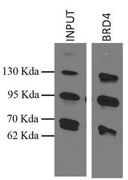 BRD4 Mouse anti-Human, Clone: 23476, Invitrogen 100 &mu;g; Unconjugated:Antibodies,