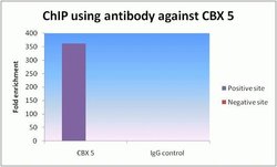 HP1 alpha, Invitrogen 100 &mu;g | Buy Online | Invitrogen | Fisher Scientific