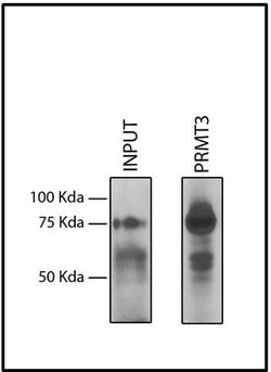 PRMT3 Recombinant Mouse Monoclonal Antibody 100 &mu;g | Buy Online | Invitrogen | Fisher Scientific