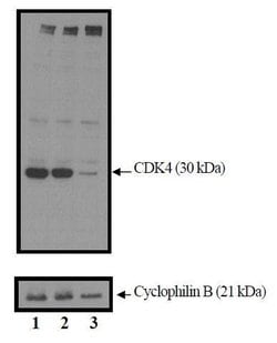 Cdk4 Monoclonal Antibody (DCS-31), Invitrogen 500 &mu;L | Buy Online | Invitrogen | Fisher Scientific