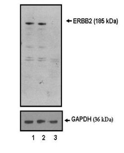 ErbB2 (HER-2) Antibody Cocktail, Invitrogen 500 &mu;L; Unconjugated:Antikroppar