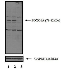 Invitrogen FOXO1 Polyclonal Antibody 100 &mu;L; Unconjugated:Antikroppar