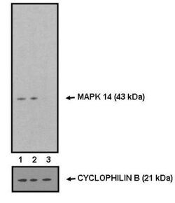 Invitrogen p38 MAPK alpha Monoclonal Antibody (PS1009) 100 &mu;L | Buy Online | Invitrogen&trade; | Fisher Scientific