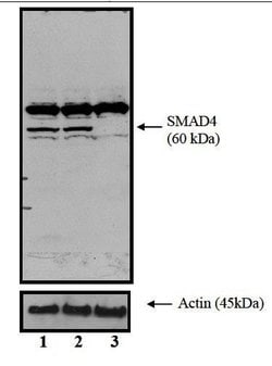 SMAD4 Monoclonal Antibody (SMD46 (DCS-46)), Invitrogen 500 &mu;L; Unconjugated:Antibodies,