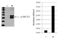 Invitrogen™ Multispecies JNK1/JNK2 (Phospho) [pT183/pY185] InstantOne™ ELISA Kit
