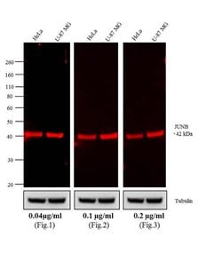 Invitrogen Goat anti-Rabbit IgG (H+L) Cross-Adsorbed Secondary Antibody, Alexa Fluor 700 1 mg | Buy Online | Invitrogen&trade; | Fisher Scientific