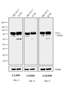 Invitrogen Goat anti-Mouse IgG1 Cross-Adsorbed Secondary Antibody, Biotin-XX