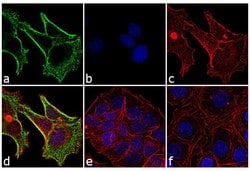 Invitrogen Goat anti-Mouse IgG1 Cross-Adsorbed Secondary Antibody, FITC