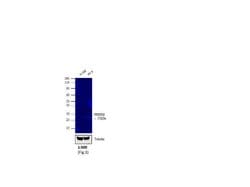 Invitrogen F(ab')2-Goat anti-Rabbit IgG (H+L) Secondary Antibody, PE 250