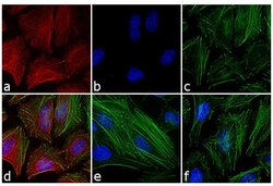 Invitrogen™ F(ab')2-Goat anti-Mouse IgG (H+L) Cross-Adsorbed Secondary Antibody, Alexa Fluor™ 546