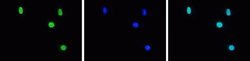 Invitrogen H3K27me3 Polyclonal Antibody 50 &mu;g; Unconjugated:Antibodies,