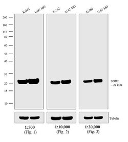 Invitrogen Donkey anti-Mouse IgG (H+L) Highly Cross-Adsorbed Secondary