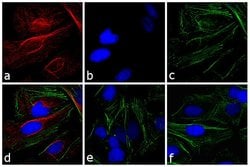 Invitrogen&trade;&nbsp;Donkey anti-Rabbit IgG (H+L) Highly Cross-Adsorbed Secondary Antibody, TRITC