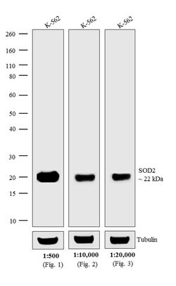Invitrogen Goat anti-Mouse IgG (H+L) Secondary Antibody, AP 1 mg; Alkaline