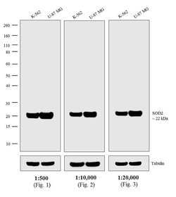 Invitrogen Goat anti-Mouse IgG (H+L) Secondary Antibody, Biotin 2 mg; Biotin:Antibodies,