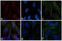 Invitrogen Goat anti-Mouse IgG (H+L) Cross-Adsorbed Secondary Antibody,