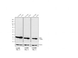 Goat anti-Mouse IgG (H+L) Highly Cross-Adsorbed, HRP, Polyclonal, Secondary Antibody SAMPLE, Invitrogen&trade;