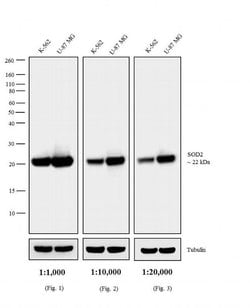 Invitrogen Goat anti-Mouse IgG (H+L) Highly Cross-Adsorbed Secondary Antibody,
