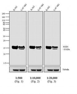 Invitrogen Goat anti-Mouse IgG Fc Secondary Antibody, Biotin 2 mg; Biotin:Antibodies,