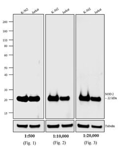 Invitrogen Rabbit anti-Mouse IgG (H+L) Cross-Adsorbed Secondary Antibody,