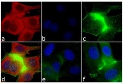 Invitrogen&trade;&nbsp;Goat anti-Mouse IgM (Heavy chain) Cross-Adsorbed Secondary Antibody, Alexa Fluor&trade; 568