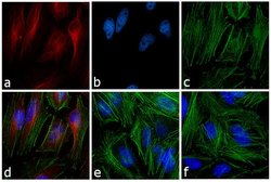 Invitrogen F(ab')2-Goat anti-Mouse IgG (H+L) Cross-Adsorbed Secondary Antibody,