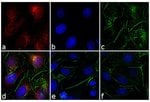 Thumbnail_Invitrogen Goat anti-Mouse IgG1 Cross-Adsorbed Secondary Antibody, Alexa
